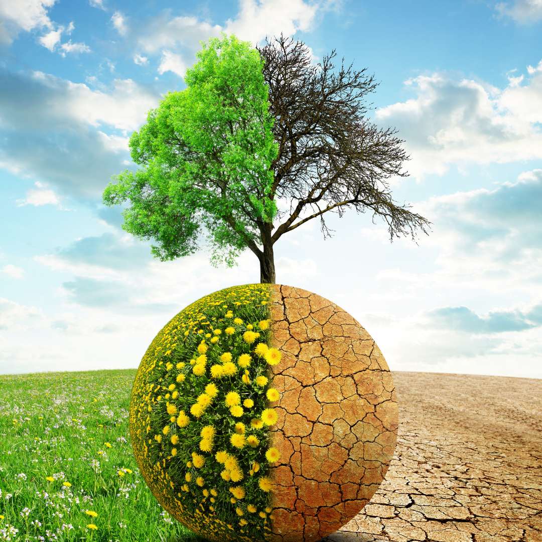 Shielding Trees from Summer Heat Southern Arbor Source Tree